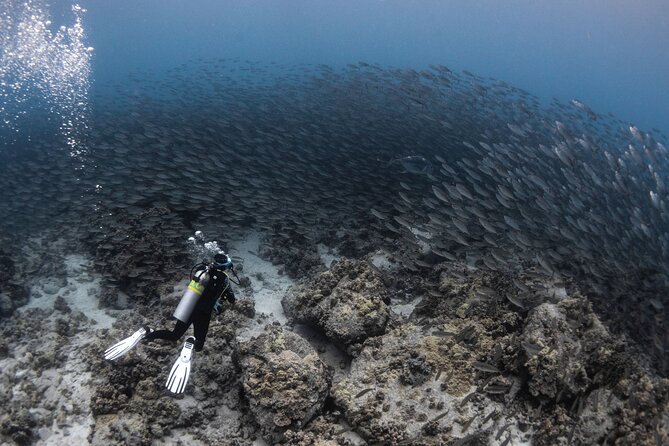 Two Tank Morning Reef Dive and Snorkel - What is included, and what is not