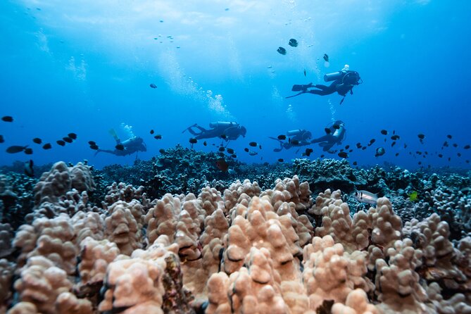 Two Tank Morning Reef Dive and Snorkel - Who will get the most from this outing