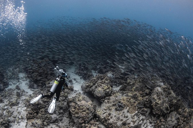 Two Tank Morning Reef Dive and Snorkel - Is $195 a fair price?