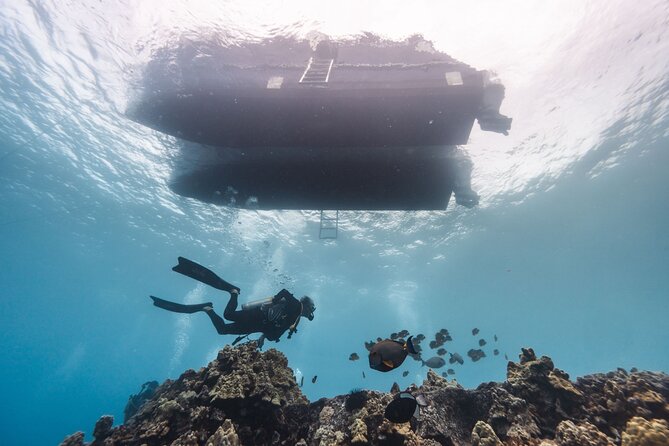 Two Tank Morning Reef Dive and Snorkel - The value of a mixed scuba and snorkeling boat