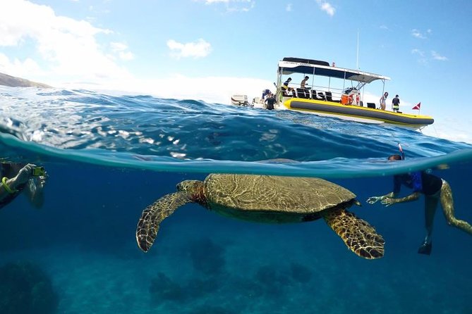 Ultimate 4 Hour Lanai Snorkel and Dolphin Encounter - Key points to know before you book