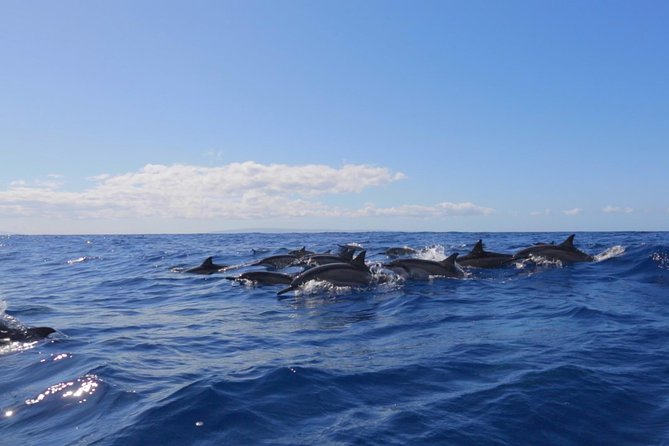 Ultimate 4 Hour Lanai Snorkel and Dolphin Encounter - A fast morning run from Lahaina to Lanai