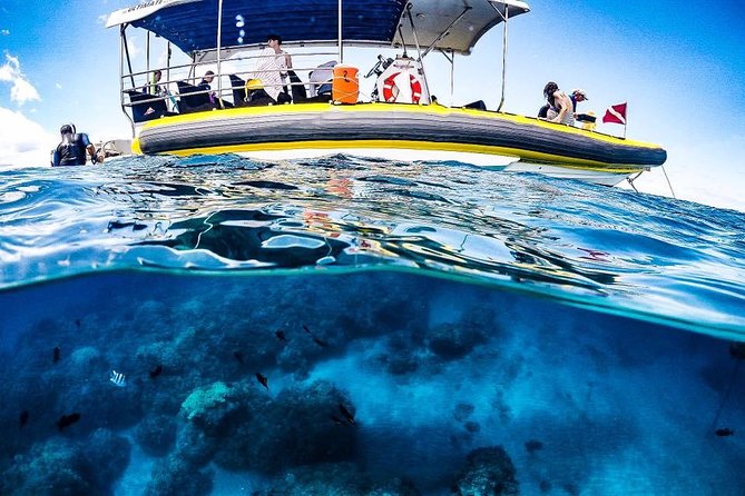 Ultimate 4 Hour Lanai Snorkel and Dolphin Encounter - Is the $175 price fair?