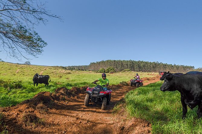 Umauma Falls Deluxe ATV Waterfall and Swim Experience - What the ATV trail actually feels like