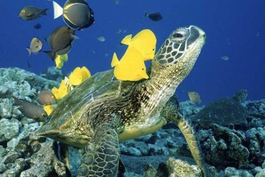 Waikiki Beach: Turtle Snorkeling and Sailing on Hāwea - Turtle Canyon gives the 150 minutes a clear purpose