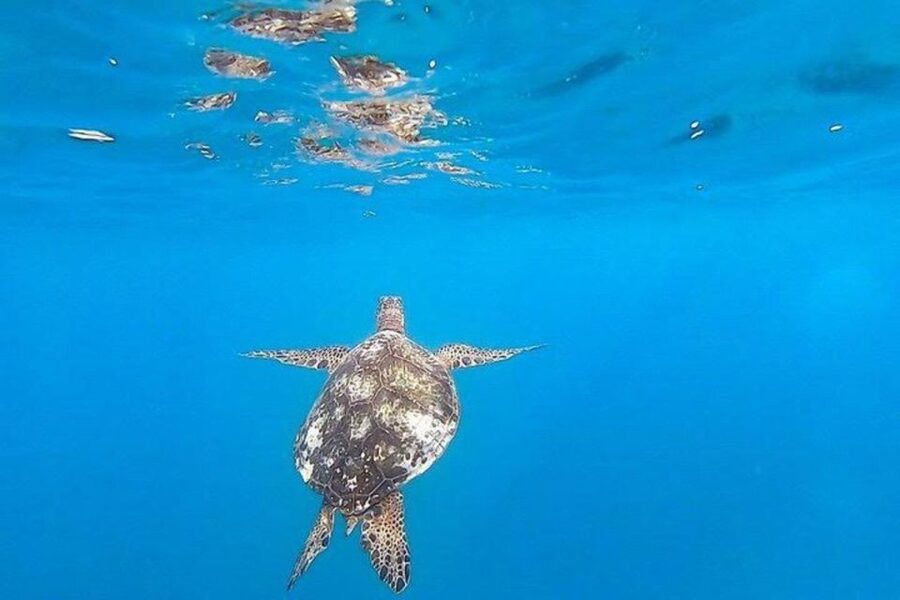Waikiki Beach: Turtle Snorkeling and Sailing on Hāwea - Respecting turtles makes the encounter better