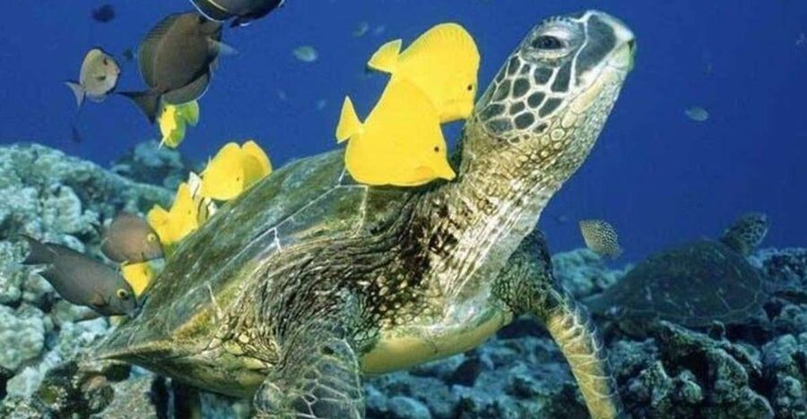 Waikiki Beach: Turtle Snorkeling and Sailing on Hāwea - Meeting the boat behind the Duke Kahanamoku Statue