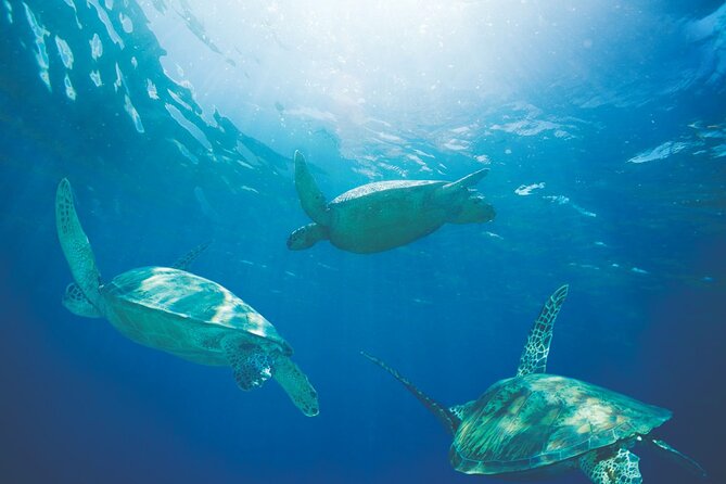 Waikiki Catamaran Snorkel Sail with Lunch: Turtles Guaranteed - The crew adds much of the value