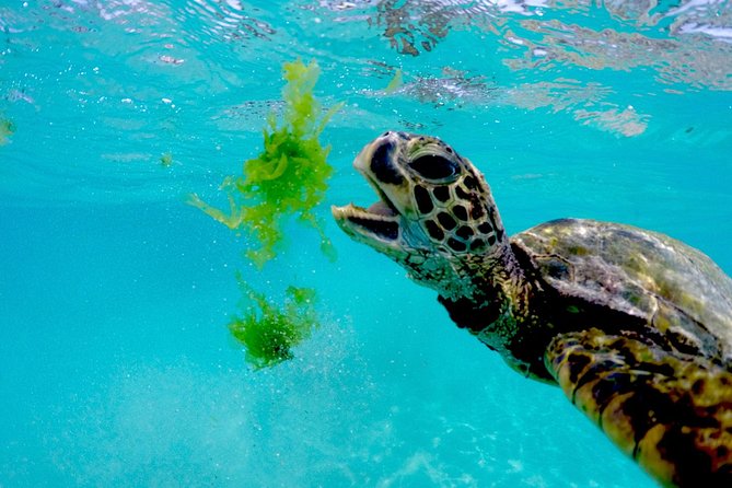 Waikiki Catamaran Snorkel Sail with Lunch: Turtles Guaranteed - Choosing between the morning and midday departures