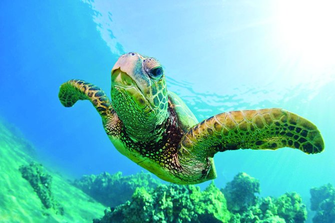 Waikiki Catamaran Snorkel Sail with Lunch: Turtles Guaranteed - The ride past Waikiki and Diamond Head