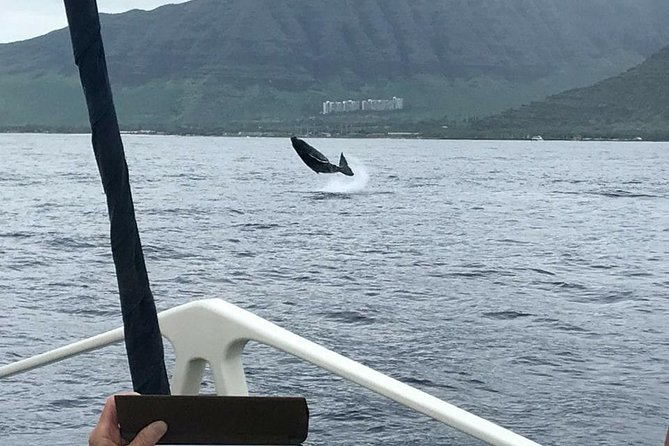 Waikiki Deluxe Catamaran Whale Watch - Leaving Kewalo Basin for Oahu’s winter whales