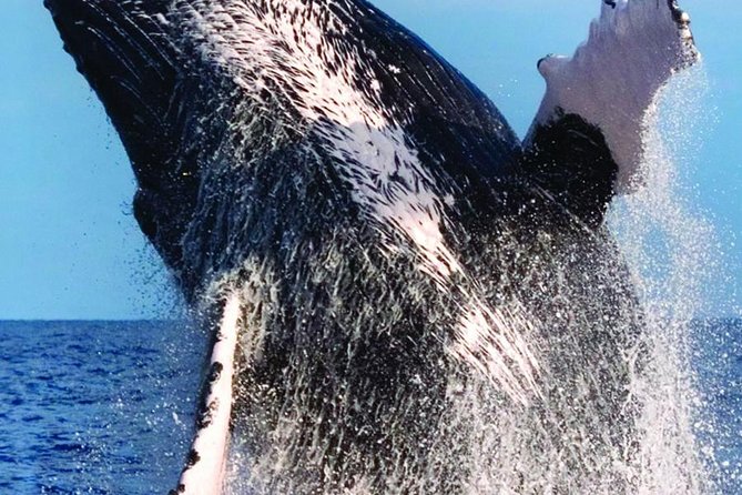 Waikiki Deluxe Catamaran Whale Watch - Breaches, tail slaps, and the value of patience