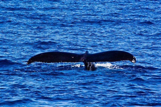 Waikiki Deluxe Catamaran Whale Watch - Drinks, snacks, and the onboard atmosphere