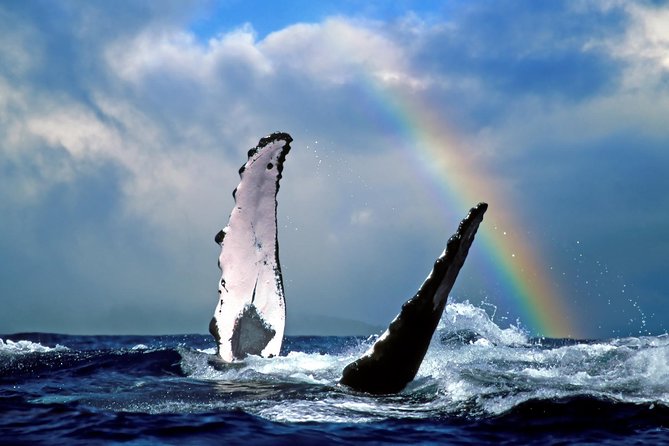 Waikiki Deluxe Catamaran Whale Watch - How much value do you get for $89?