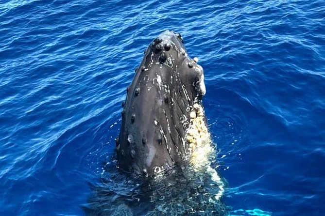 Waikiki Deluxe Catamaran Whale Watch - Who will enjoy this catamaran most?