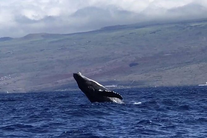 Waikiki Deluxe Catamaran Whale Watch - What happens at Kewalo Basin