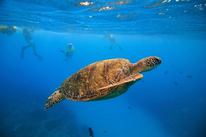 Waikiki, Hawaii: Turtle Canyon Snorkel Excursion - Key things to know before booking