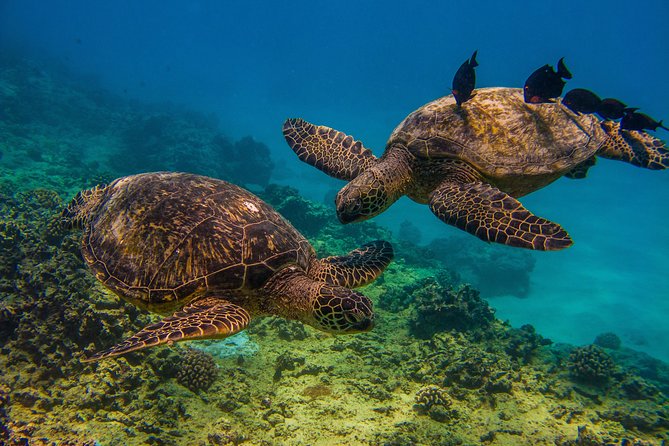 Waikiki, Hawaii: Turtle Canyon Snorkel Excursion - What the Turtle Canyon trip is really like