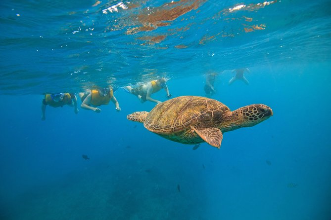 Waikiki, Hawaii: Turtle Canyon Snorkel Excursion - How many turtles will you see?