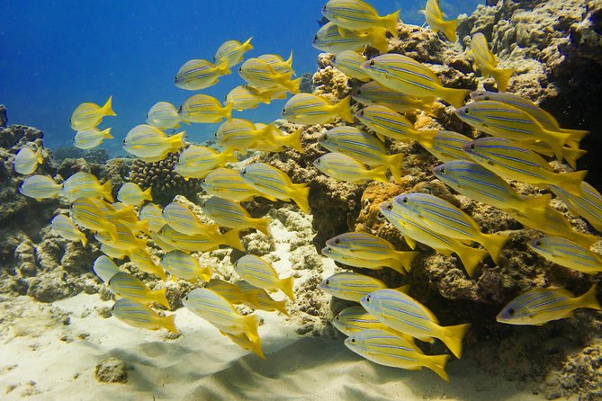 Waikiki, Hawaii: Turtle Canyon Snorkel Excursion - The crew and the first-time snorkeler experience