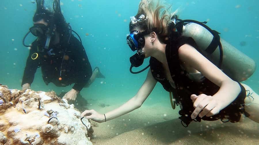 Waikiki: Honolulu Beginner Scuba Diving with Videos - Key points to know before you book