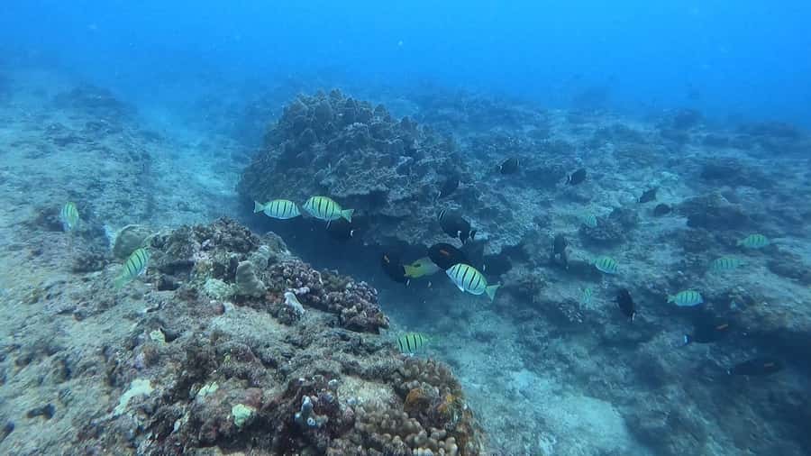 Waikiki: Honolulu Beginner Scuba Diving with Videos - A calm first look beneath Waikiki