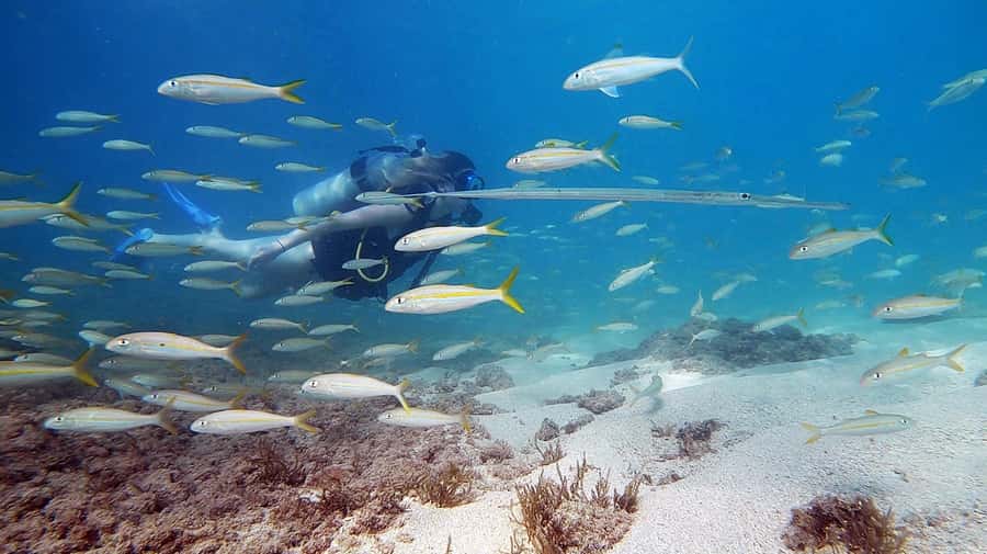 Waikiki: Honolulu Beginner Scuba Diving with Videos - Learning in three feet of water