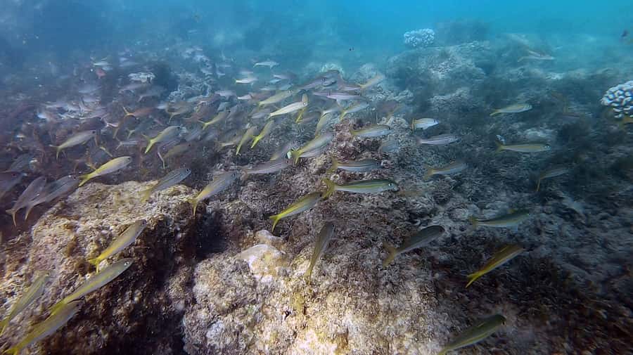 Waikiki: Honolulu Beginner Scuba Diving with Videos - Who should book this Magic Island session