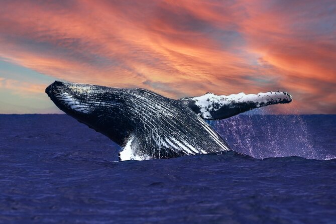 Waikiki, Oahu 2-Hour Whale Watching: Guaranteed Sightings - Key points to know before booking