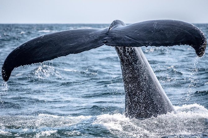 Waikiki, Oahu 2-Hour Whale Watching: Guaranteed Sightings - What the $45.31 price really buys you