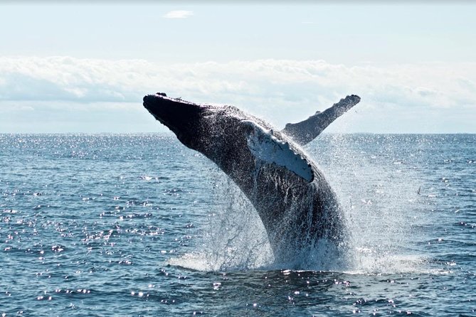 Waikiki, Oahu 2-Hour Whale Watching: Guaranteed Sightings - What you might see besides humpbacks