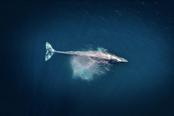 Waikiki, Oahu 2-Hour Whale Watching: Guaranteed Sightings - Weather, motion, and what to bring