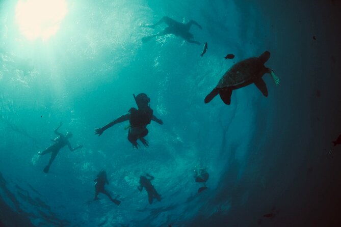Waikiki Snorkel Tour - Why Turtle Canyons is the focus