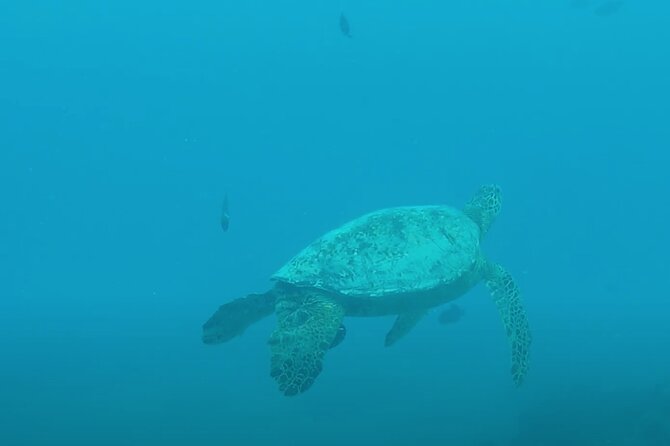 Waikiki Snorkel Tour - Entering the water with the guide