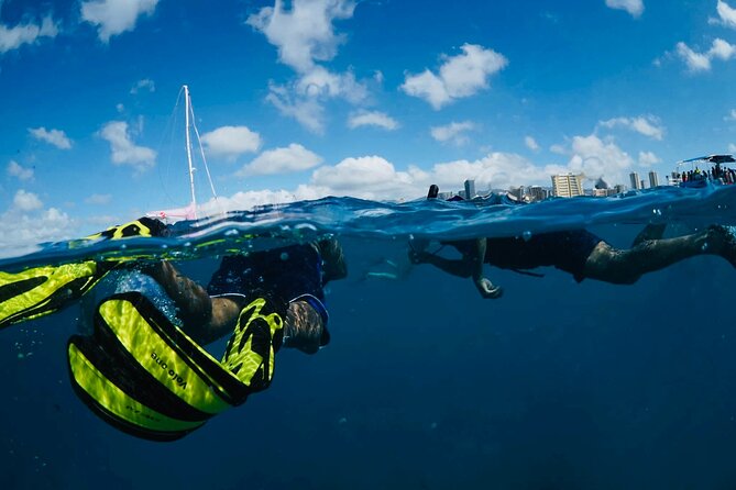 Waikiki Snorkel Tour - What you may see below the surface