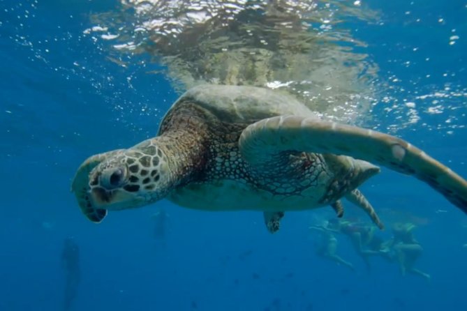 Waikiki: Turtle Canyon Snorkel - Price, timing, and overall value