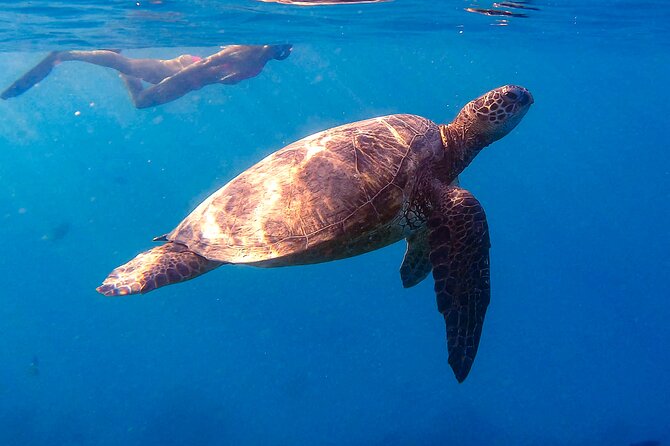 Waikiki Turtle Canyon Snorkel: Turtles Guaranteed - A quick boat ride from Waikiki to Turtle Canyon