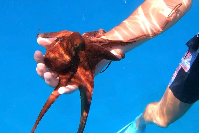 Waikiki Turtle Canyon Snorkel: Turtles Guaranteed - The crowd factor at a famous reef