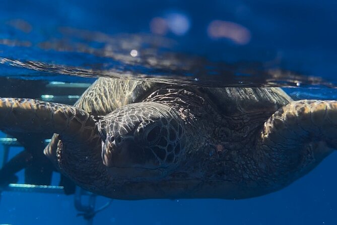 Waikiki Turtle Canyon Snorkel: Turtles Guaranteed - Wildlife beyond turtles
