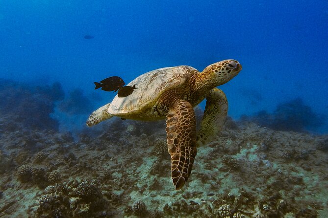 Waikiki Turtle Canyon Snorkel: Turtles Guaranteed - Is $81.40 a fair price?