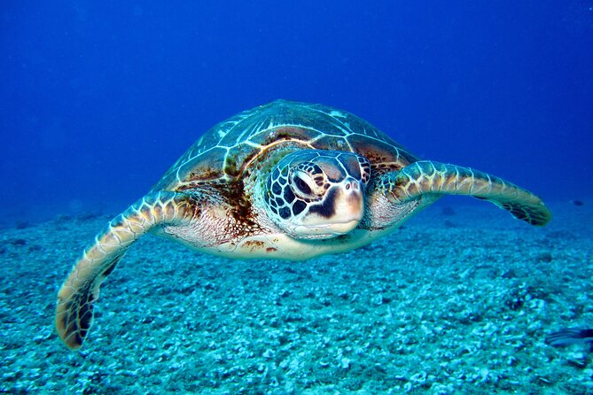 Waikiki: Turtle Canyon Snorkel - What Turtle Canyon is like in practice