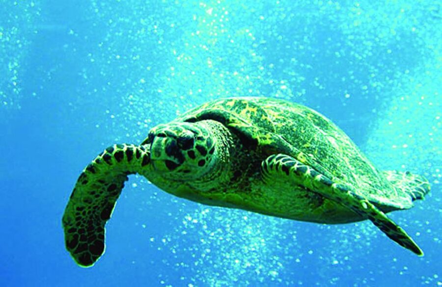 Waikoloa Catamaran Snorkel & Sail Adventure with Lunch - What you may see below the surface
