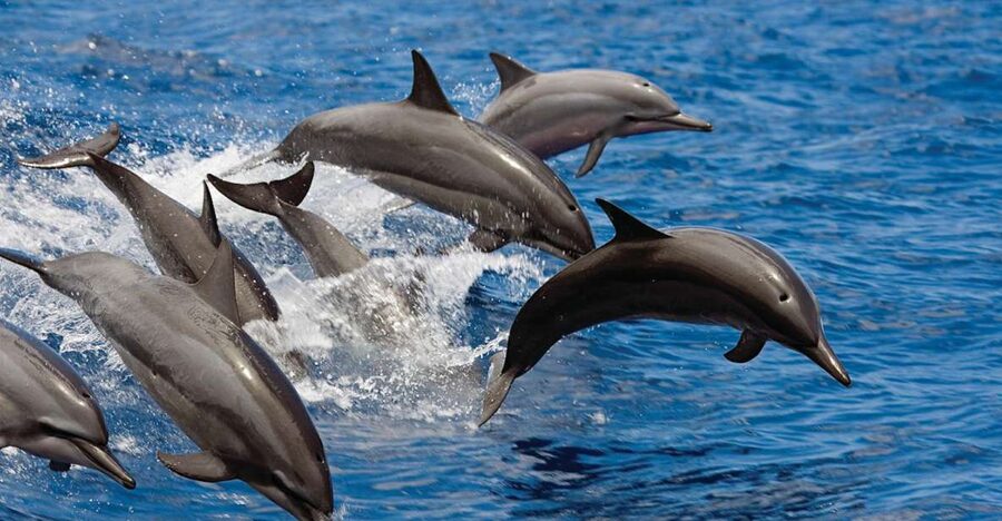 Waikoloa Catamaran Snorkel & Sail Adventure with Lunch - How the experience works for families and couples