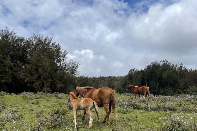 Waipi’o on Horseback: Mountain Ocean Views Working Cattle Ranch - The ocean-view issue deserves clear attention