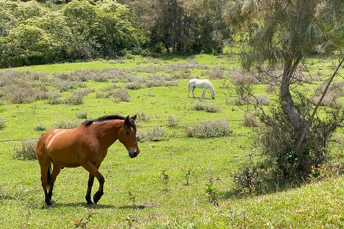 Waipi’o on Horseback: Mountain Ocean Views Working Cattle Ranch - Timing, arrival, and getting there