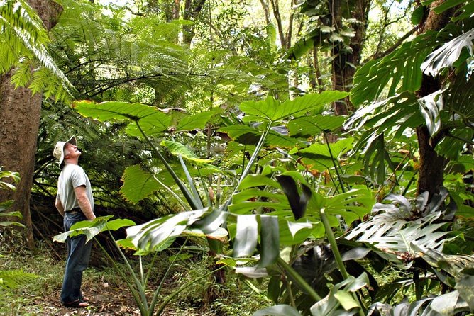 Waterfall & Rainforest Hiking Adventure with Hotel Pickup - Following the Hana Highway into East Maui
