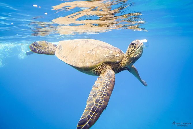 West Maui Afternoon Snorkel from Ka’anapali Beach - Price and what your $156.16 buys