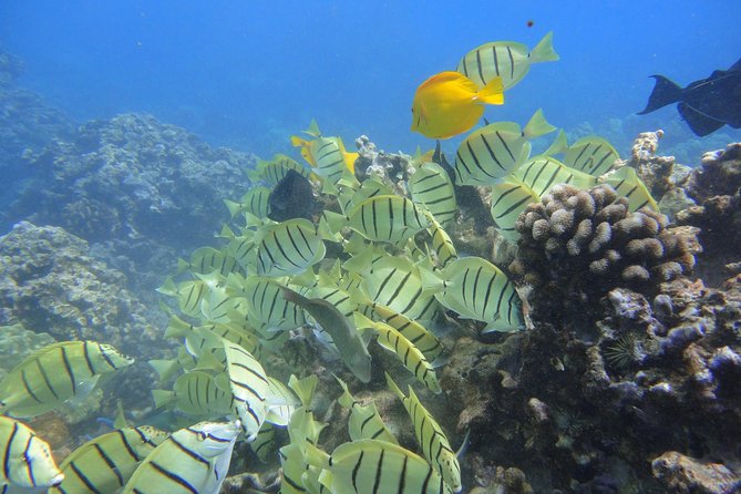 West Maui Snorkeling Experience by Boat from Ka'anapali - Leaving Ka’anapali Beach at 9:00 a.m.