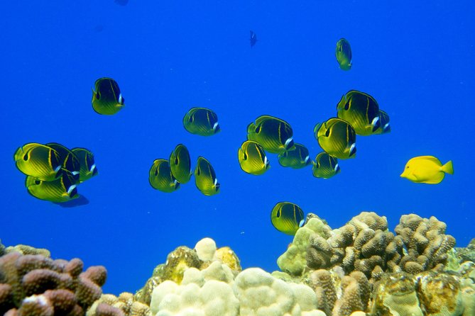 West Maui Snorkeling Experience by Boat from Ka'anapali - How much value do you get for $193.17?