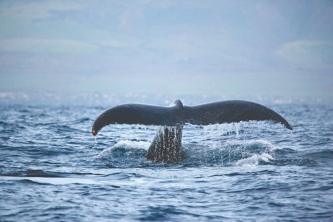 West Oahu Dolphin Watch and Snorkel Sail with Lunch - Makua Beach, Mauna Lahilahi, and Kaneana Cave